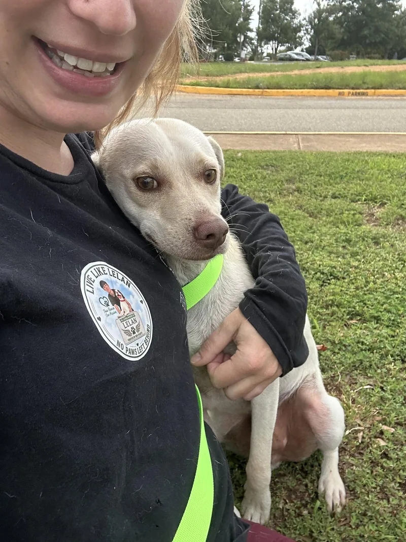 A young medium-sized male Labrador Retriever dog named Rex for adoption in Stephens City, VA
