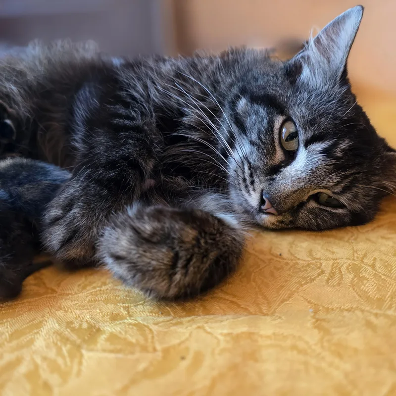 An adult medium-sized female Domestic Medium Hair cat named Gracie for adoption in Tallahassee, FL