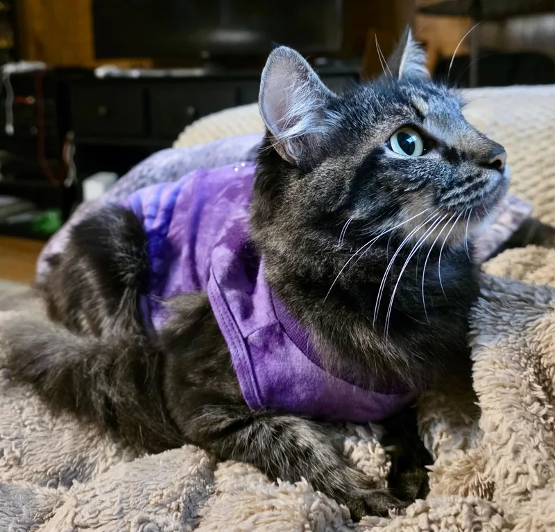 Gracie thumbnail 2