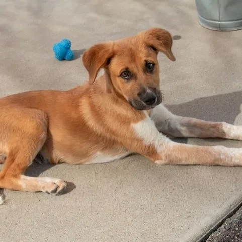 A baby medium-sized male Australian Cattle Dog / Blue Heeler dog named Ollie for adoption in San Andreas, CA