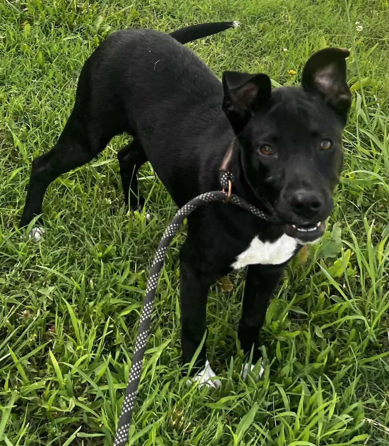 A baby medium-sized female Labrador Retriever dog named Daisy for adoption in Pryor, OK