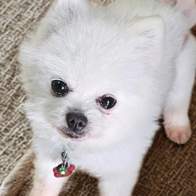 A senior small-sized male White / Cream Pomeranian dog named Stormy . for adoption in Houston, TX
