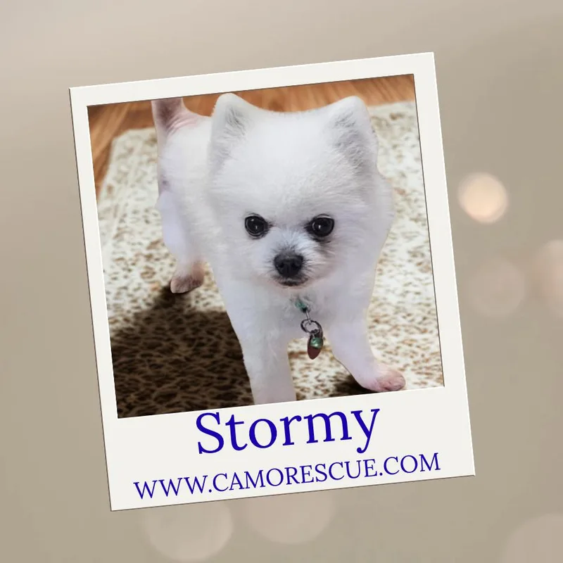 Stormy . thumbnail 3