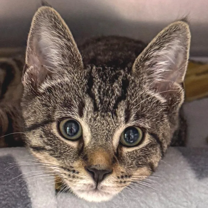 A baby small-sized male Brown / Chocolate Domestic Short Hair cat named Baby Beans for adoption in Kennebunk, ME