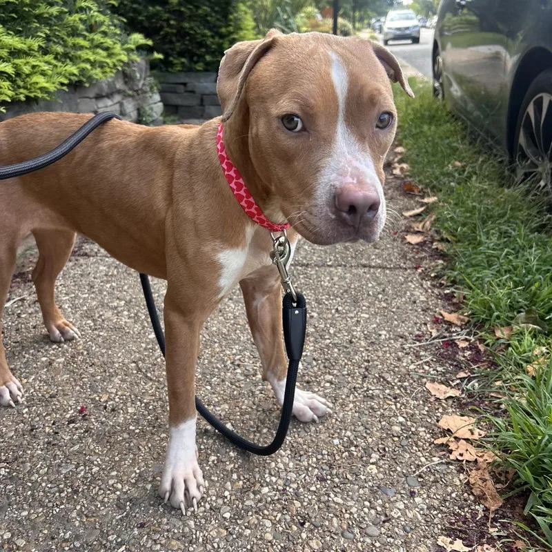 A young medium-sized female Brown / Chocolate Pit Bull Terrier dog named Ellie for adoption in Fredericksburg, VA