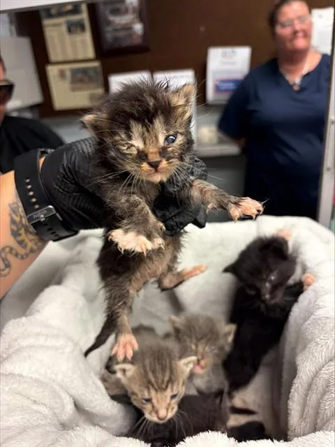 A baby small-sized male Domestic Short Hair cat named Stainless Steel for adoption in Stockton, CA
