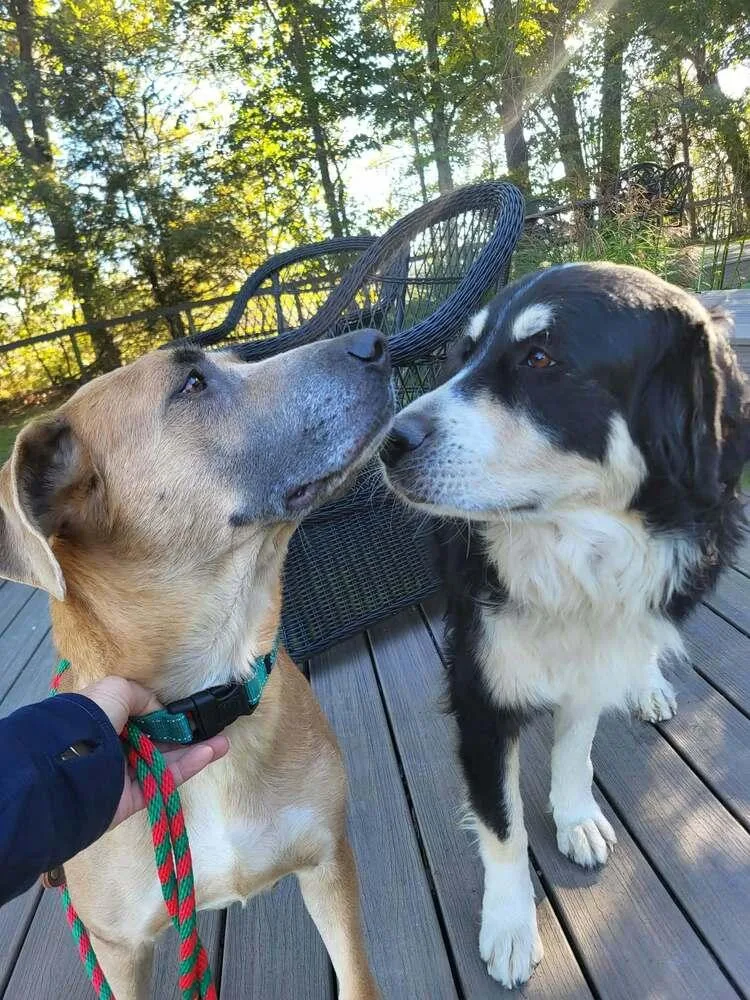 An adult large-sized female Shepherd dog named Posy for adoption in Pottstown, PA