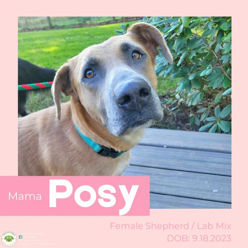 Posy thumbnail 4