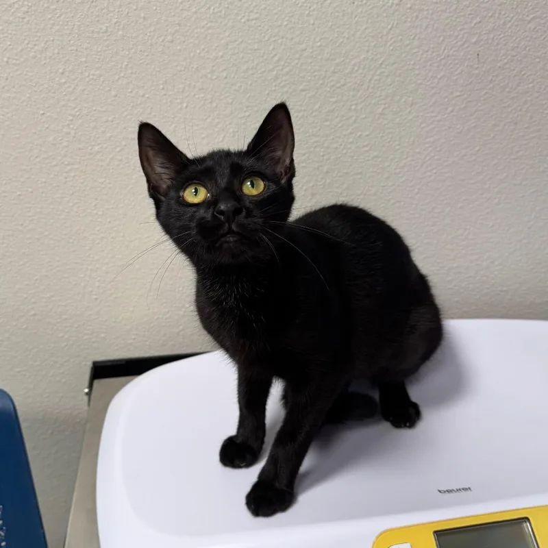 A baby small-sized female Black Domestic Short Hair cat named Lina for adoption in Englewood, FL