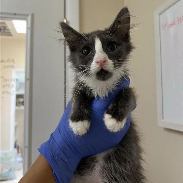 A baby small-sized male Gray / Blue / Silver Domestic Medium Hair cat named Governor for adoption in Branford, CT