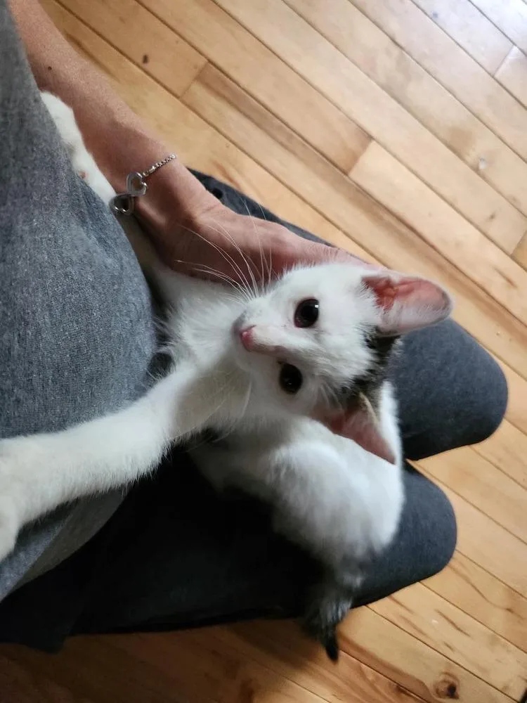 A baby small-sized male Domestic Short Hair cat named Jet Og. for adoption in Peoria, IL