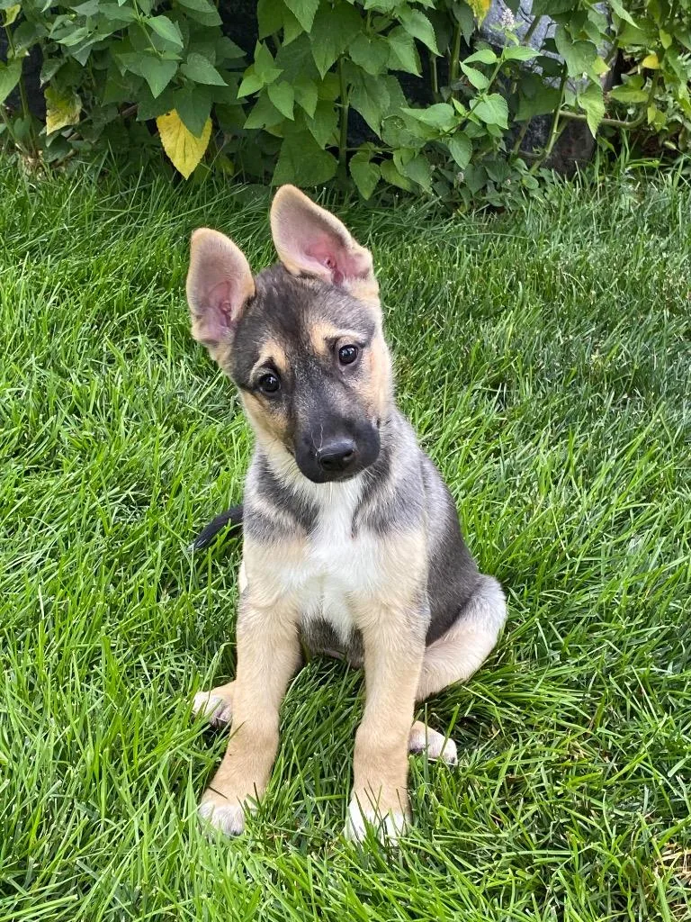 A baby medium-sized female Australian Cattle Dog / Blue Heeler dog named Frankelda for adoption in Fort Lupton, CO