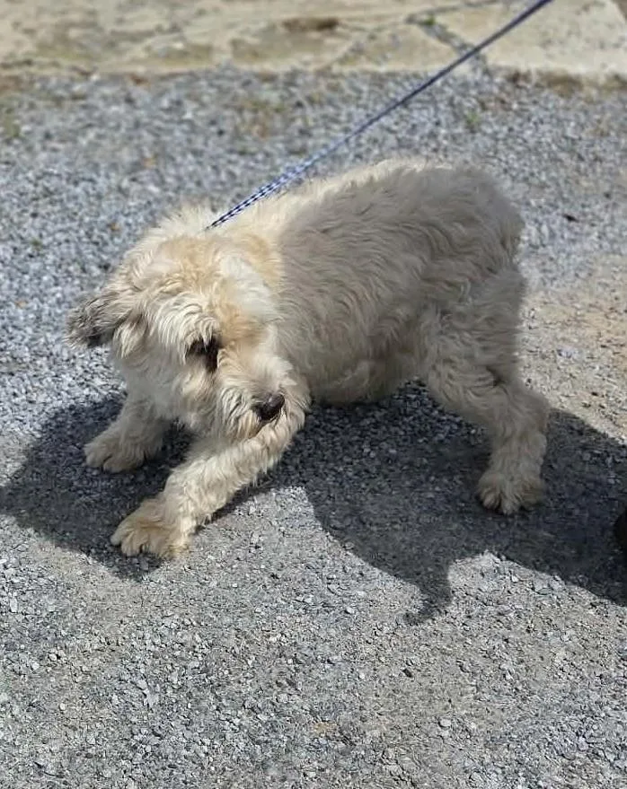 An adult medium-sized female Wheaten Terrier dog named Toffee for adoption in Havertown, PA