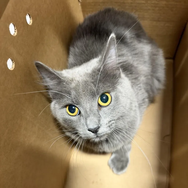 A young medium-sized male Gray / Blue / Silver Domestic Short Hair cat named Max for adoption in Newark, NJ