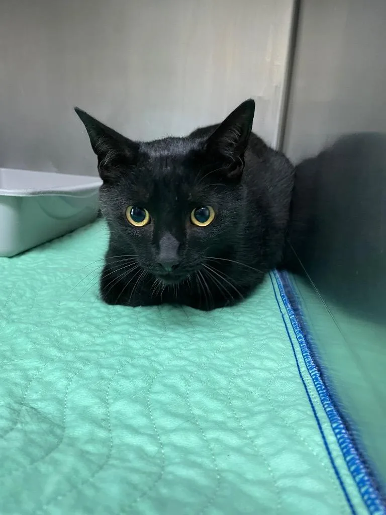 An adult medium-sized male Domestic Short Hair cat named Taco for adoption in Clarksville, TN
