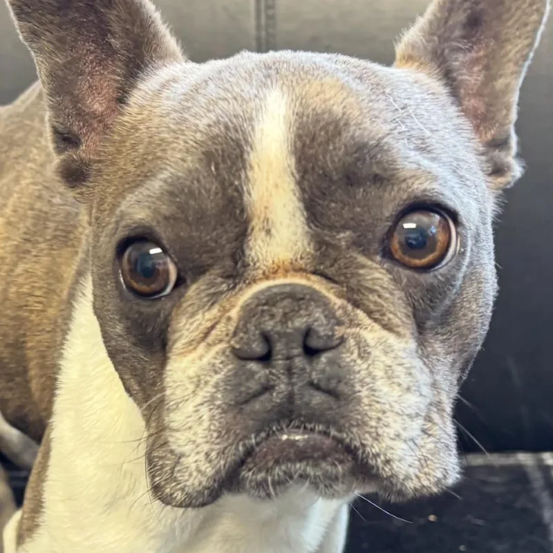 Nova