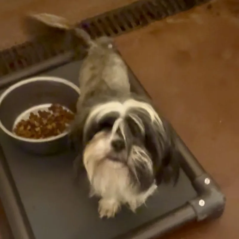 An adult small-sized male Gray / Blue / Silver Shih Tzu dog named Furrball Mcgee for adoption in Tyrone, GA