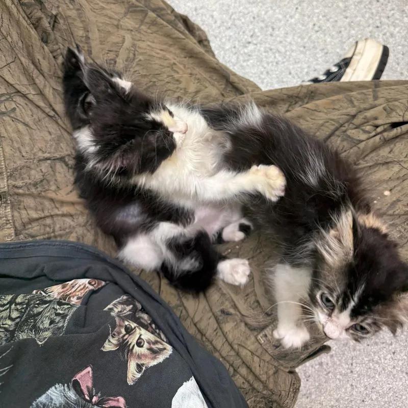 A baby medium-sized male Domestic Long Hair cat named Huey for adoption in Kent, WA
