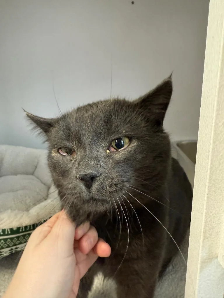 A young medium-sized male Domestic Short Hair cat named Smoked Gouda for adoption in Archbold , OH