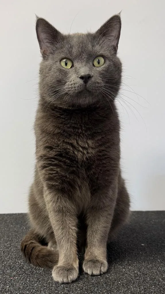 Smoked Gouda thumbnail 2