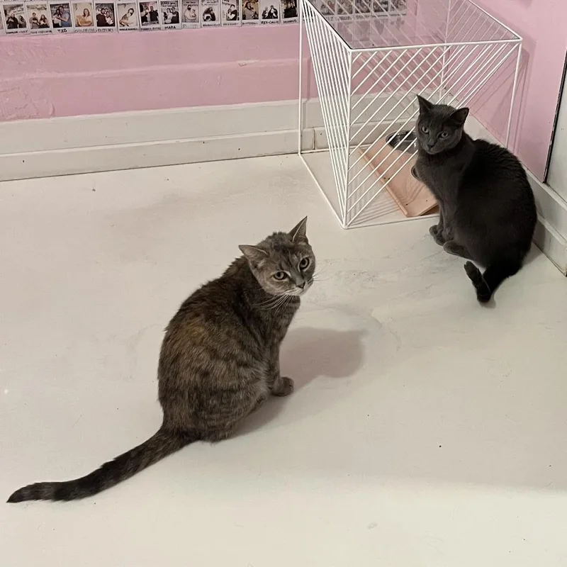 An adult medium-sized female Gray / Blue / Silver Domestic Short Hair cat named Smokey for adoption in Fairfax Station, VA