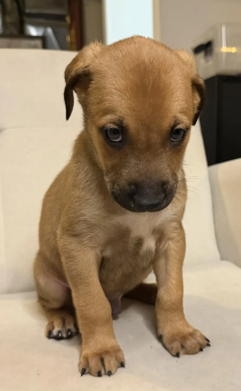 Yogi