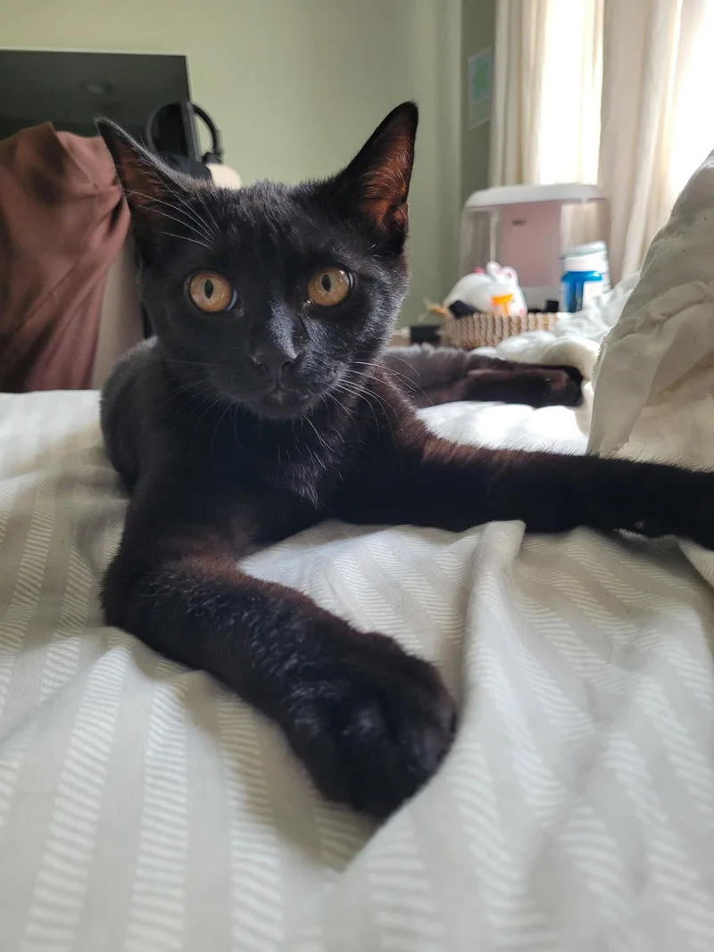 A baby medium-sized male Black Domestic Short Hair cat named Biff for adoption in Trenton, NJ