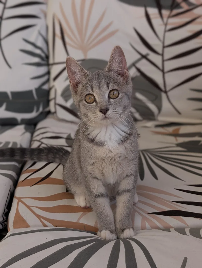A baby medium-sized female Tabby (Gray / Blue / Silver) Domestic Short Hair cat named Uno for adoption in Murfreesboro, TN