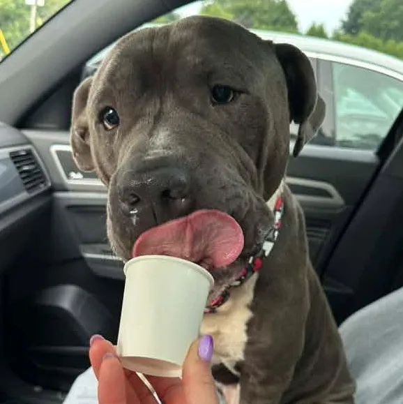 An adult large-sized male American Bulldog dog named Cecil for adoption in Racine, WI