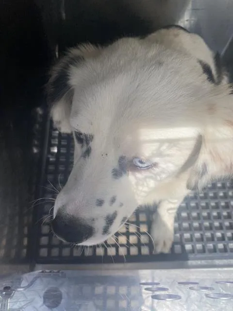 A young small-sized male Mixed Breed dog named Oso for adoption in Dallas, TX