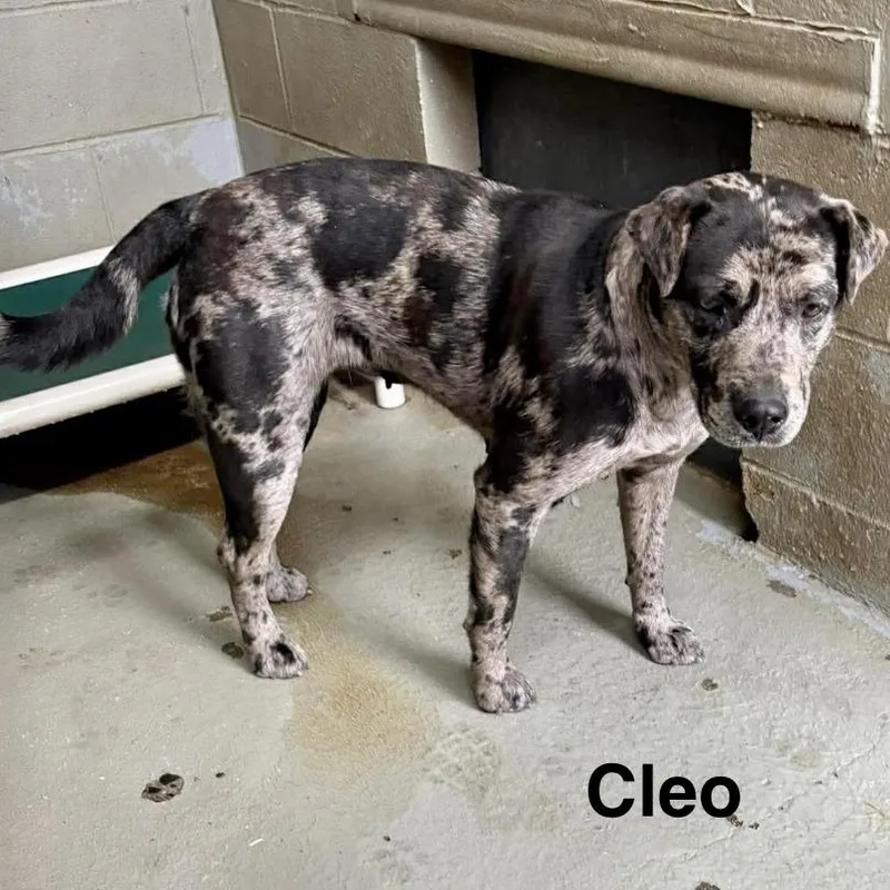 Cleo thumbnail 3