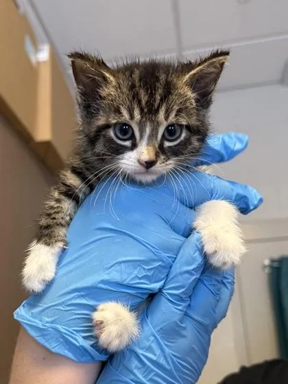 A baby small-sized female Domestic Short Hair cat named Harriet for adoption in Fishers, IN