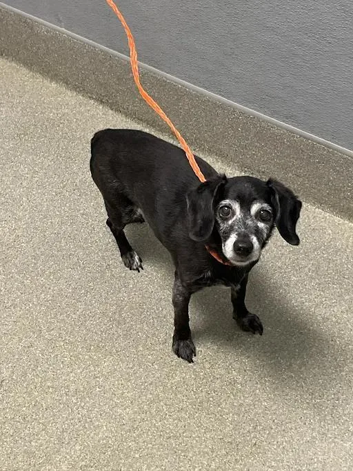 A senior small-sized female Terrier dog named Ruby for adoption in Las Vegas, NV