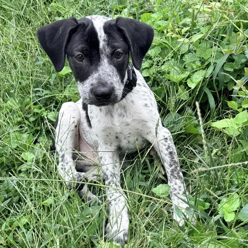 A baby medium-sized male Pointer dog named Cecil for adoption in Columbia, MD