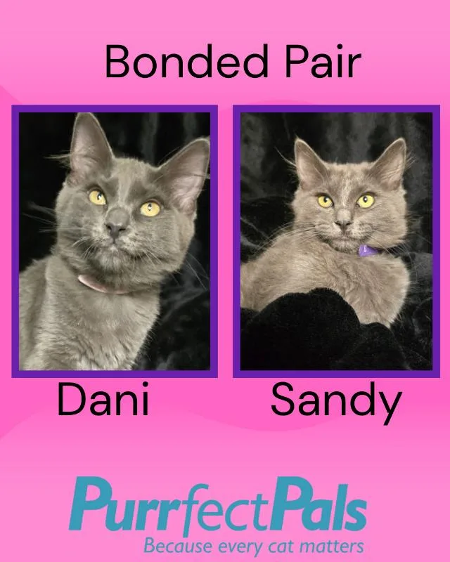 Dani thumbnail 2
