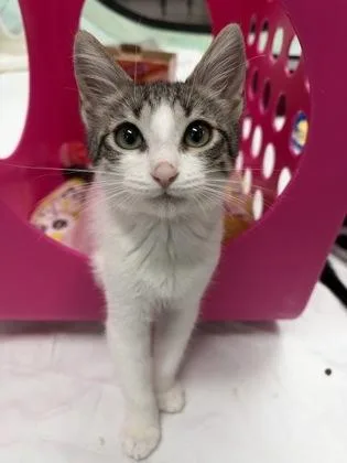 A baby small-sized male Domestic Short Hair cat named Olivia for adoption in Honolulu, HI
