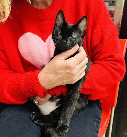 Serafina $ thumbnail 2