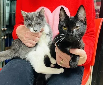 Serafina $ thumbnail 3