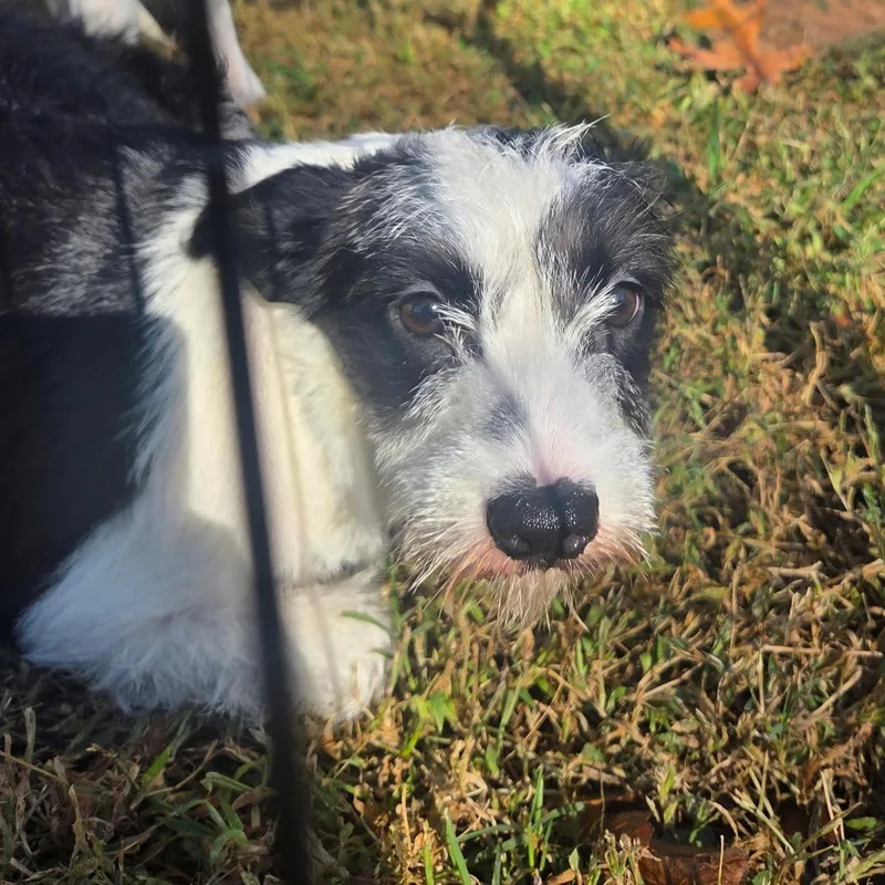 A baby small-sized female Black Standard Schnauzer dog named Morticia for adoption in Cartersville, GA