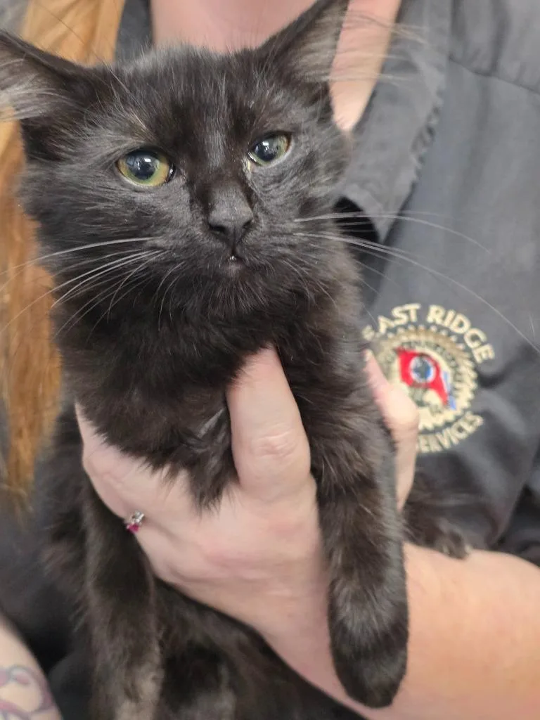 A baby small-sized female Domestic Medium Hair cat named Batgirl for adoption in East Ridge, TN