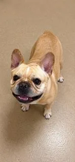 A young small-sized female White / Cream French Bulldog dog named Tina for adoption in Tifton, GA