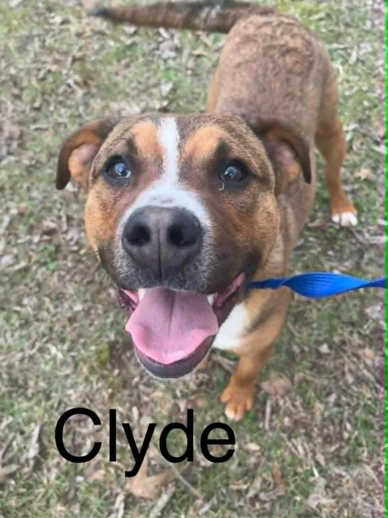 Clyde