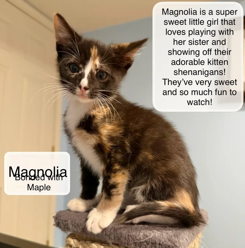 A baby small-sized female Tortoiseshell Domestic Short Hair cat named Magnolia and Maple for adoption in Ellicott City, MD