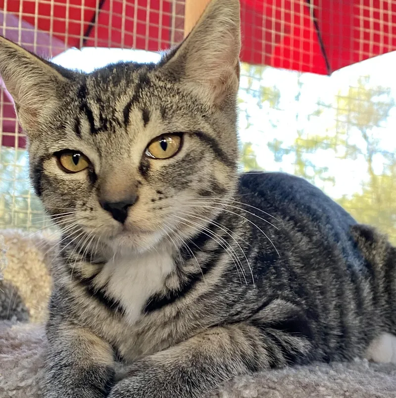 A baby medium-sized male Domestic Short Hair cat named Marty for adoption in Sonora, CA