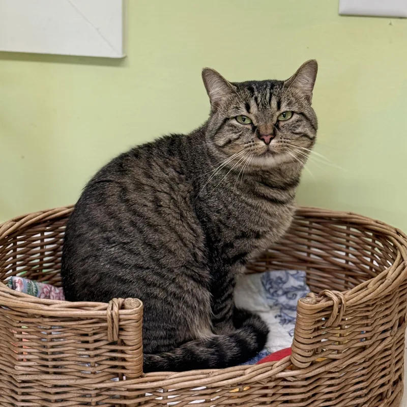 An adult medium-sized male Tabby (Gray / Blue / Silver) Domestic Short Hair cat named Sharky for adoption in Pawleys Island, SC