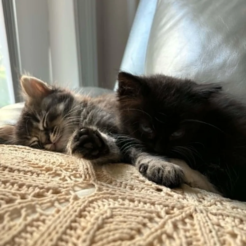 A baby small-sized female Black Domestic Medium Hair cat named Fuzzy for adoption in Antioch, CA