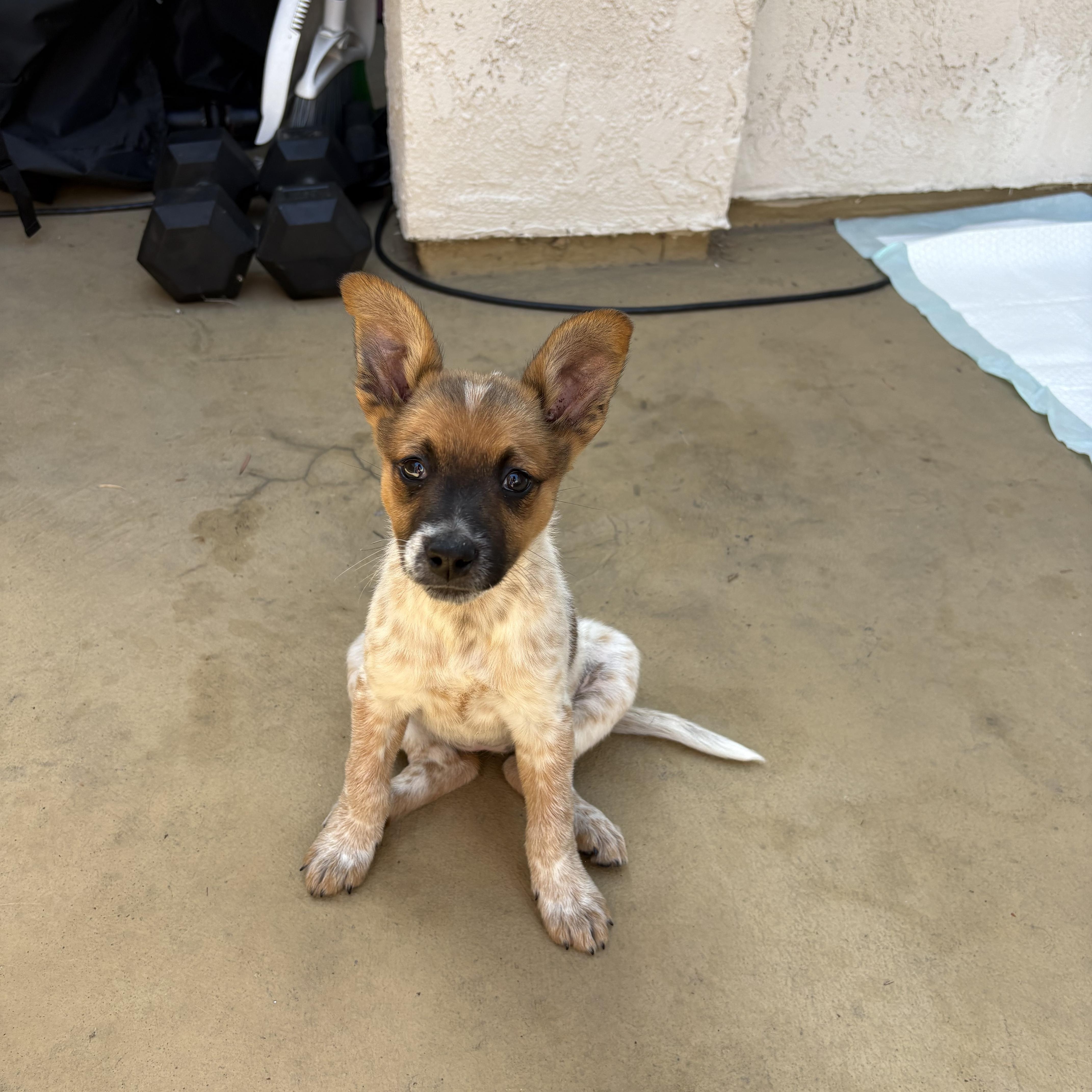 A baby medium-sized female Apricot / Beige Australian Cattle Dog / Blue Heeler dog named Kiwi for adoption in Encino, CA