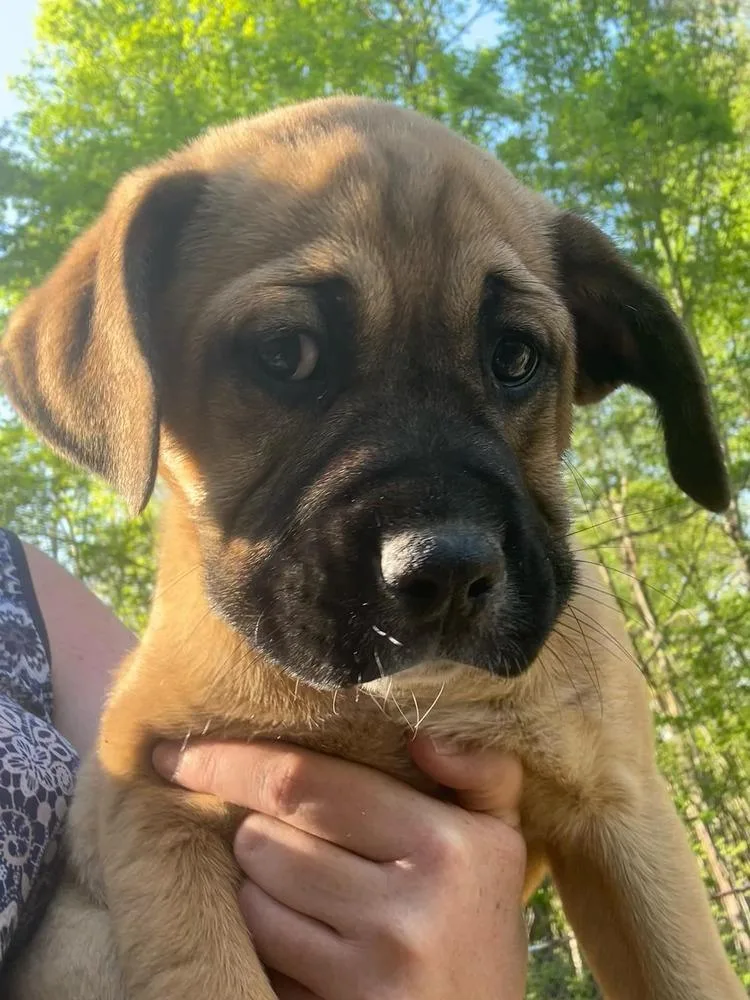 Coco Pups : Corrie thumbnail 2