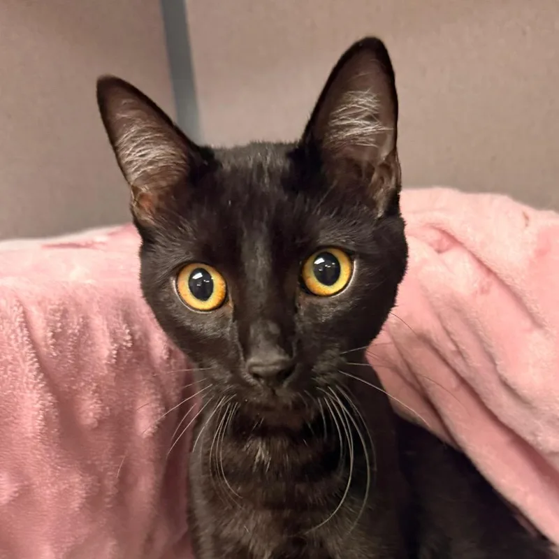 A young medium-sized female Domestic Short Hair cat named Spooky Pooky for adoption in Santa Barbara, CA
