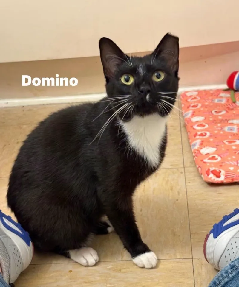 A young medium-sized female Domestic Short Hair cat named Domino for adoption in Turnersville, NJ